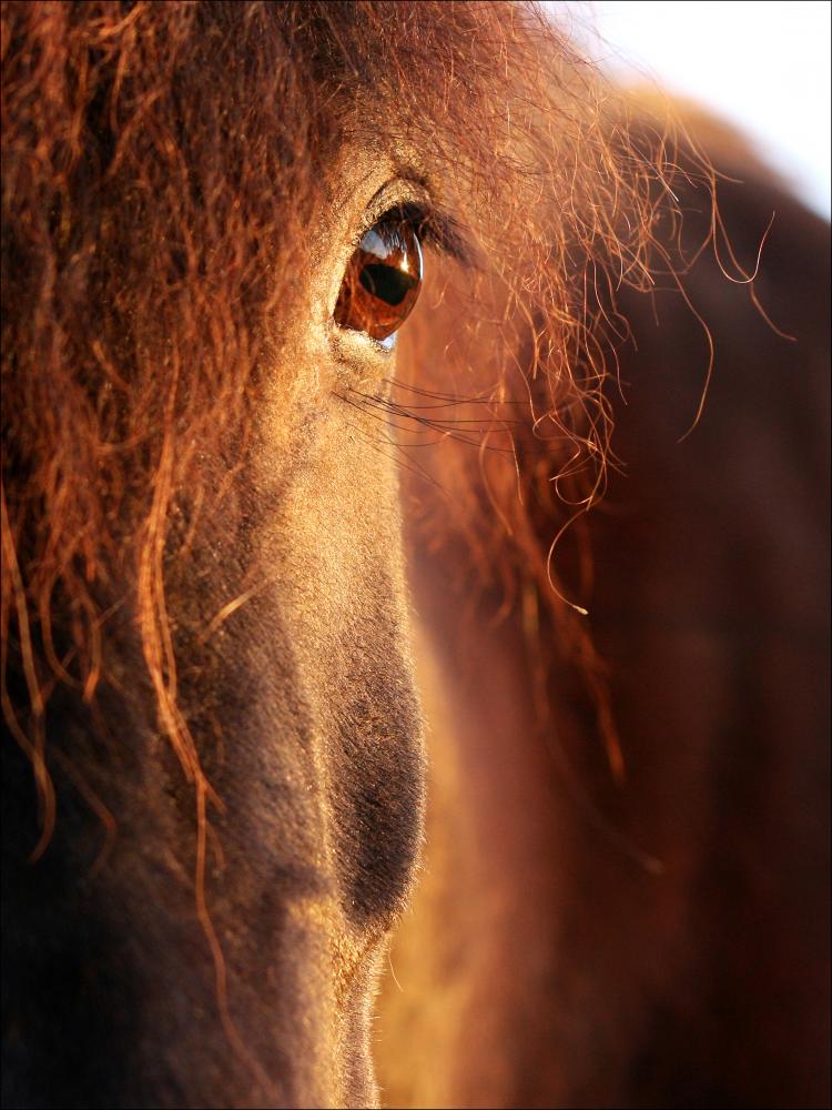 Bildverkstad Horse sunset