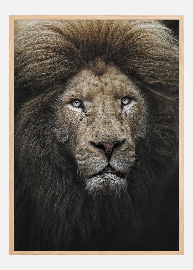 Bildverkstad The Lion Stare Poster