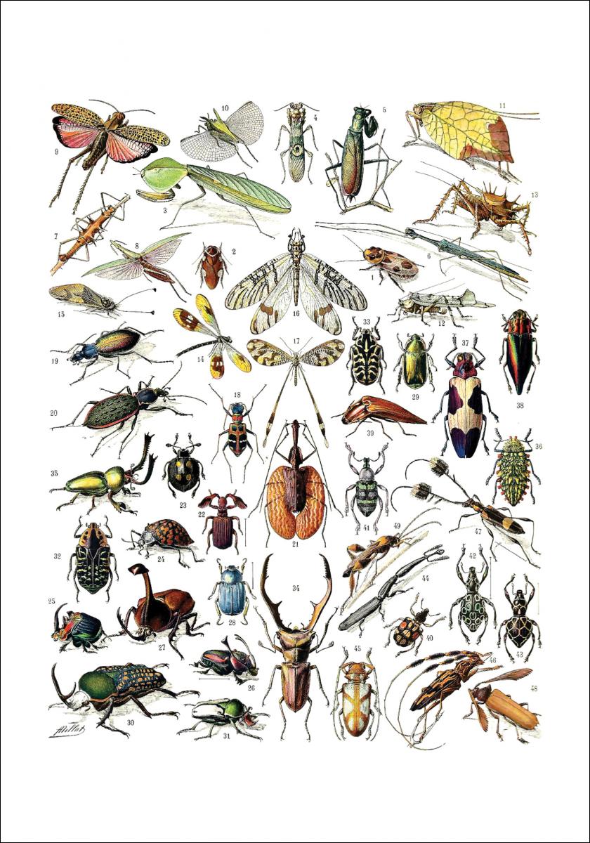 Lagervaror egen produktion Schoolposter insecten II Poster