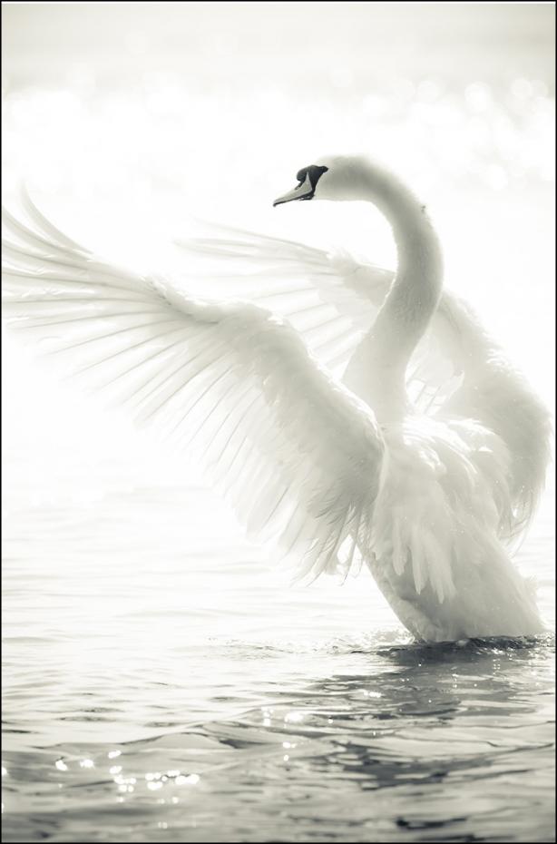 Bildverkstad Swan Poster