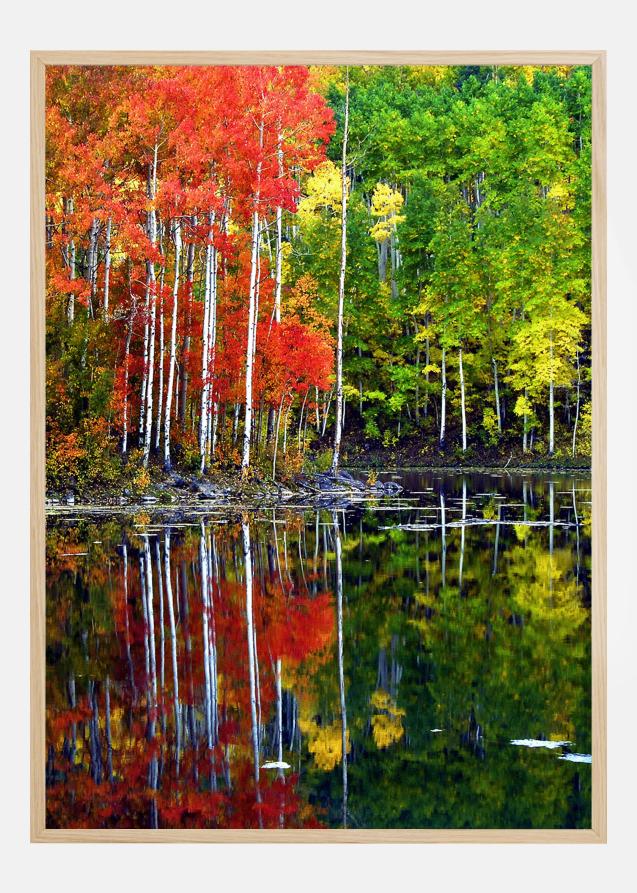 Bildverkstad Colourful Trees By The Lake Poster