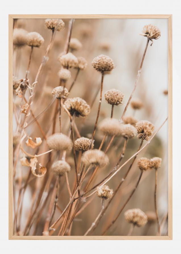 Bildverkstad Dried up flowers Poster