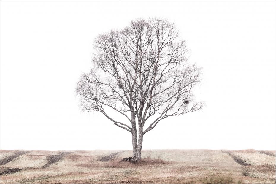 Bildverkstad The lonely tree Poster