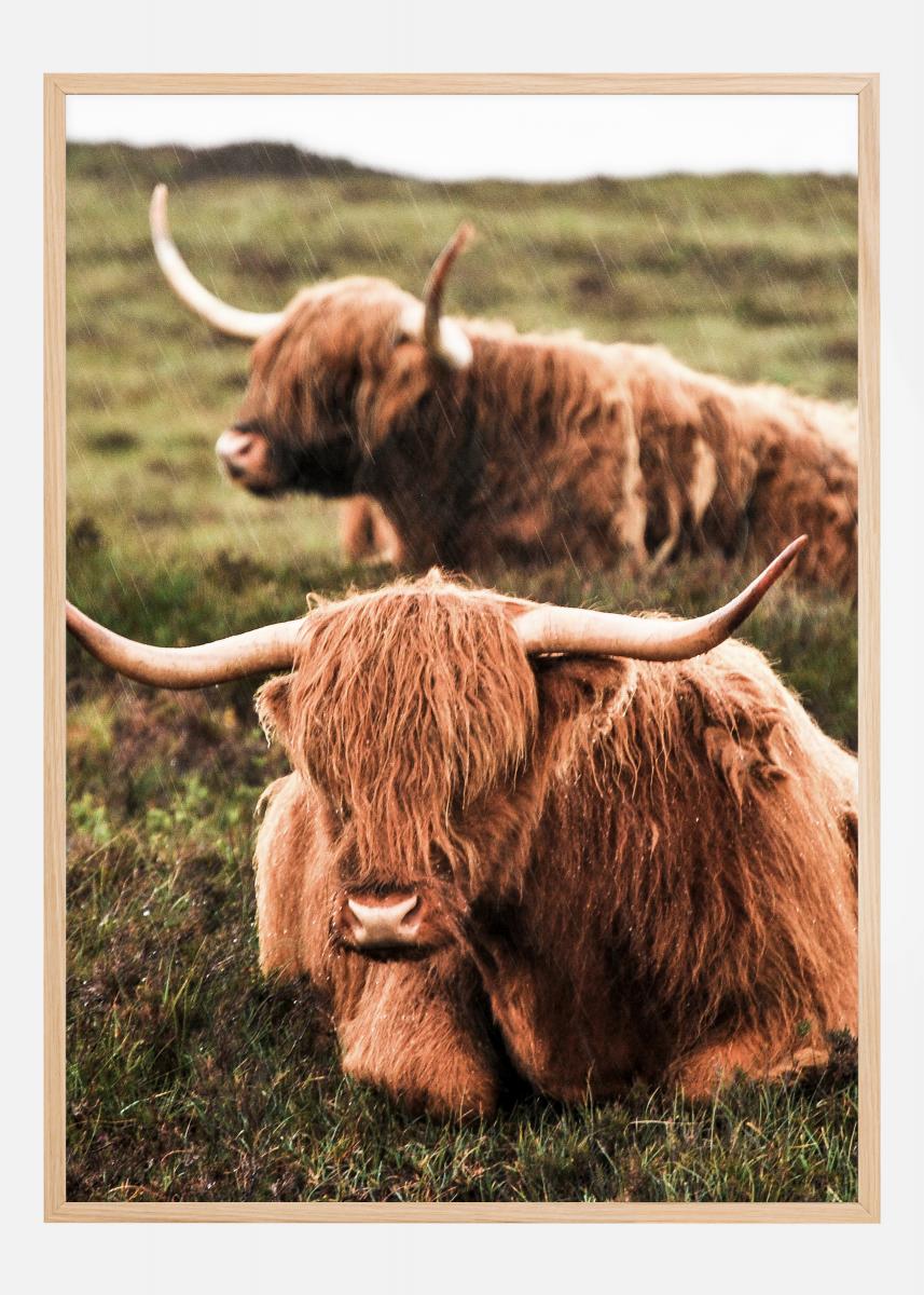 Bildverkstad Highland Cattle Poster