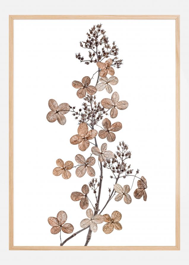Bildverkstad Hydrangea Paniculata Poster