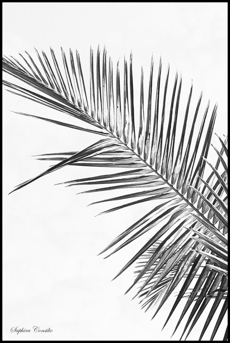 Bildverkstad Black palm Poster