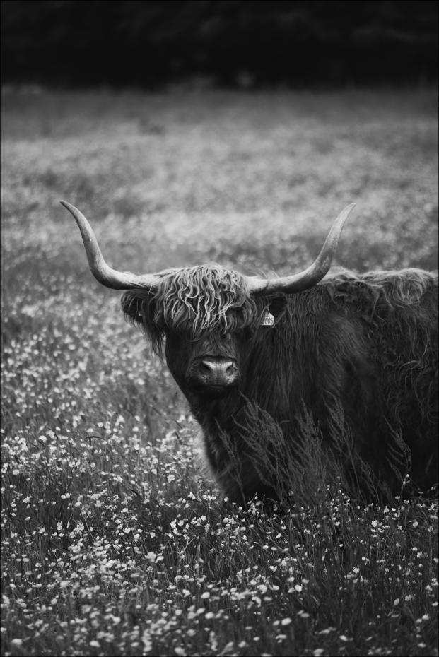 Bildverkstad Highland Cattle Poster