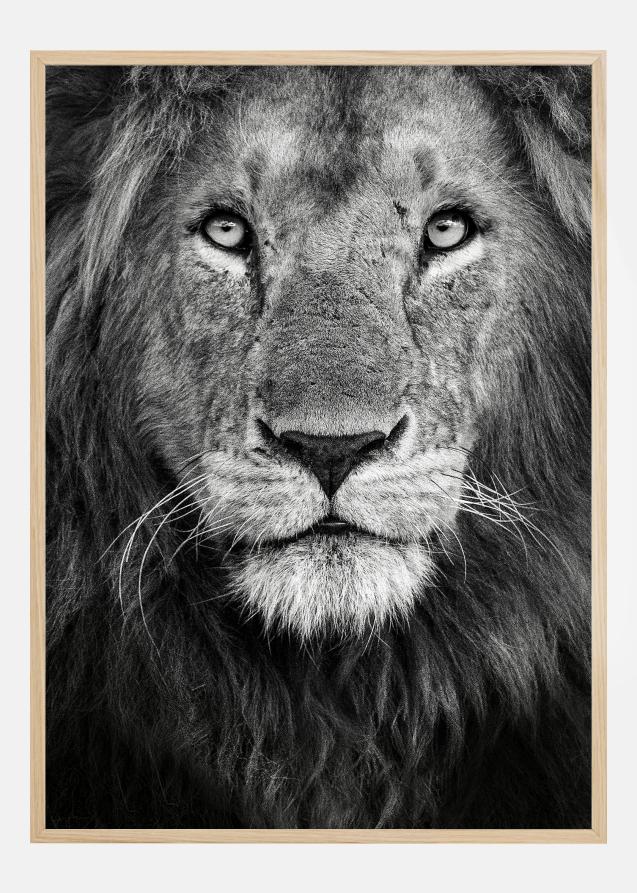 Bildverkstad Royal Lion portrait Poster