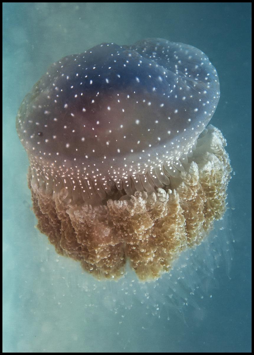 Bildverkstad Jellyfish Phylorhiza punctata Poster