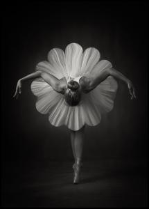 Bildverkstad Floral Ballet Poster