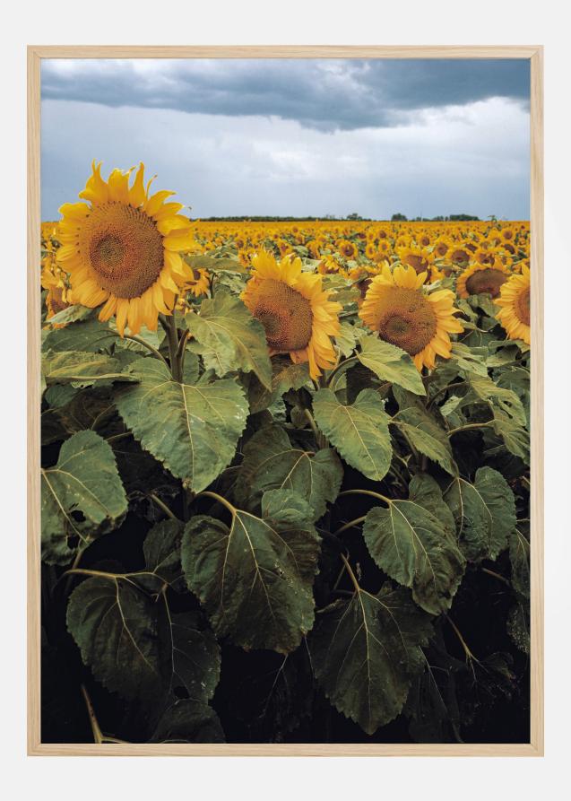 Bildverkstad Sunflowers Poster