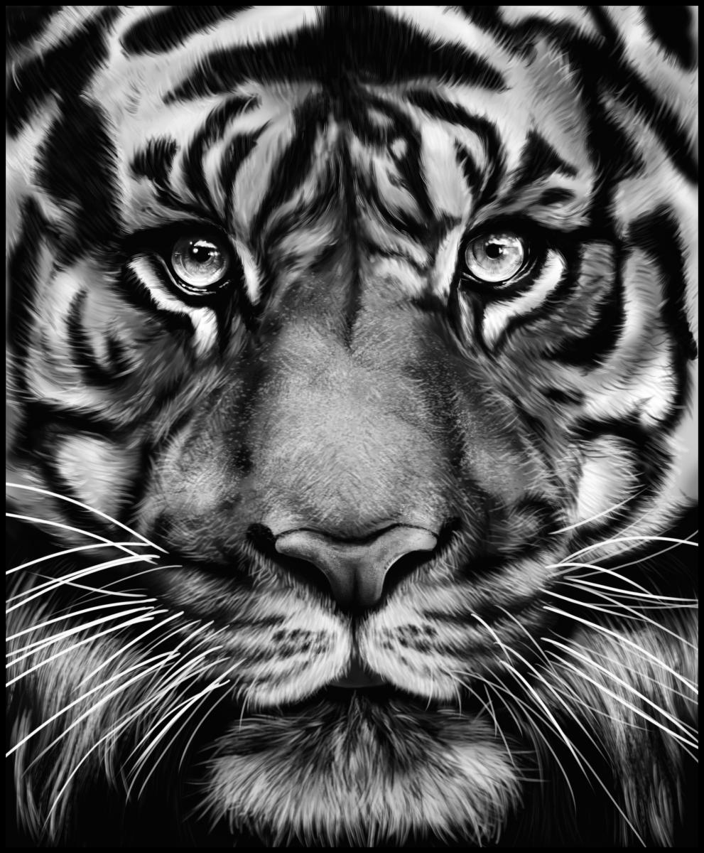 Bildverkstad TIGER Poster