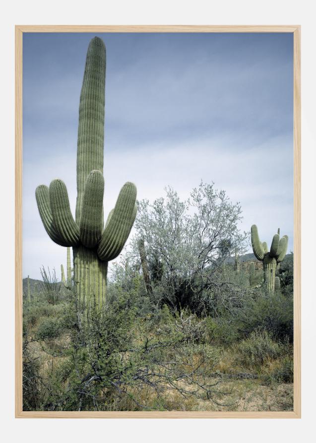 Bildverkstad Cactus Land Poster