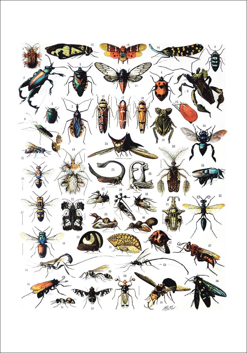 Lagervaror egen produktion Schoolposter insecten I Poster