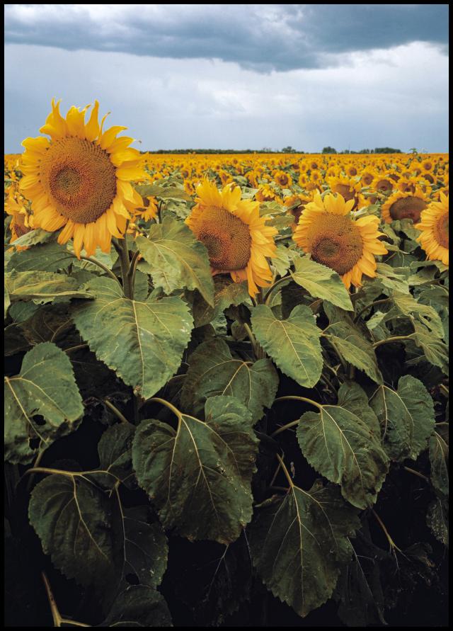 Bildverkstad Sunflowers Poster