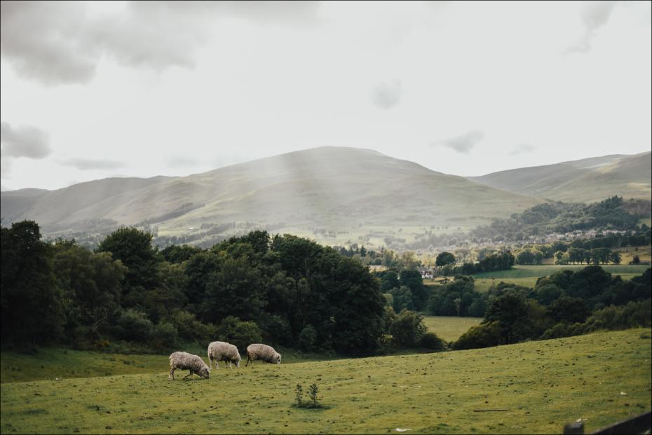Bildverkstad Sheeps On A Hill I Poster