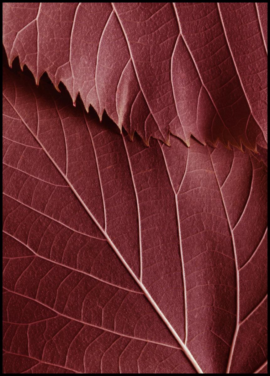 Bildverkstad Red Leaves Poster