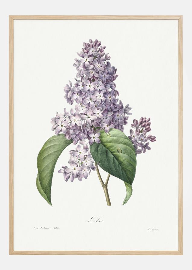 Bildverkstad Lilac Flower Poster