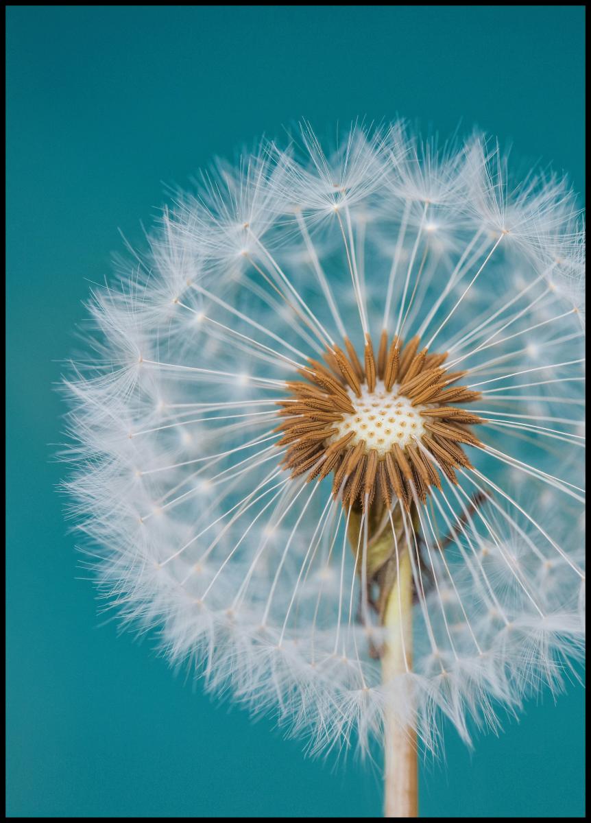 1x Dandelion Macro Sky Poster