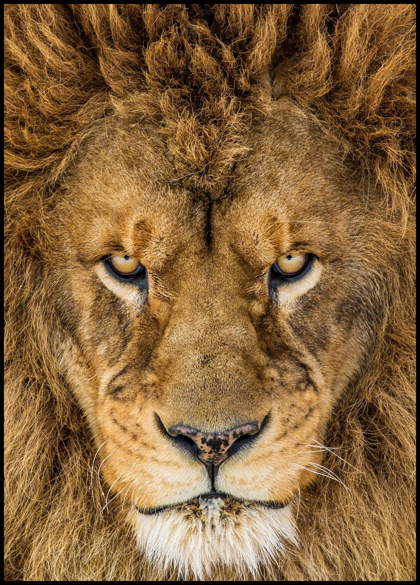 Bildverkstad Serious Lion Poster