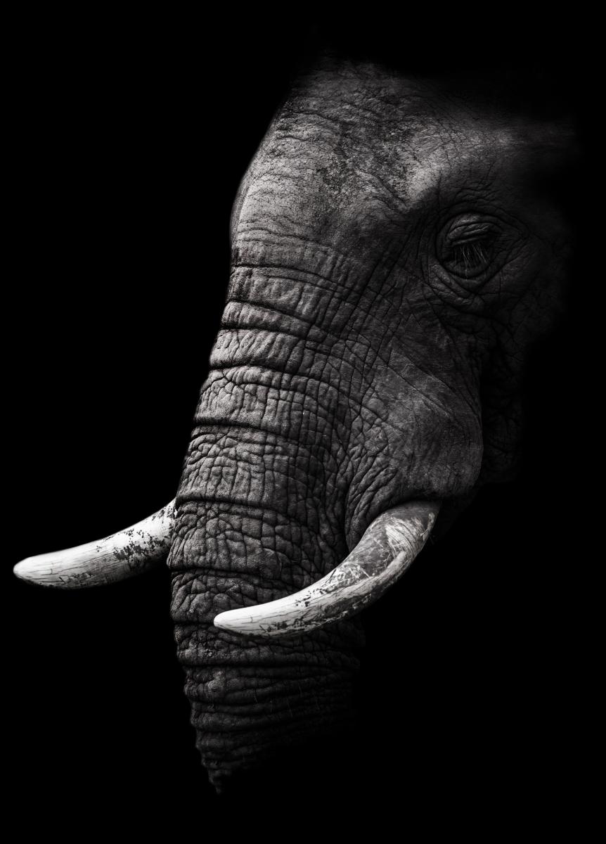Bildverkstad Portrait Elephant Poster