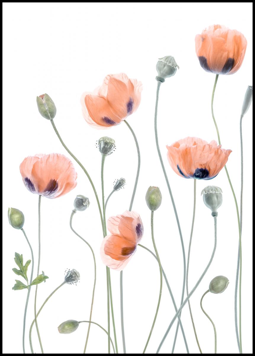 Lagervaror egen produktion Poppies Poster