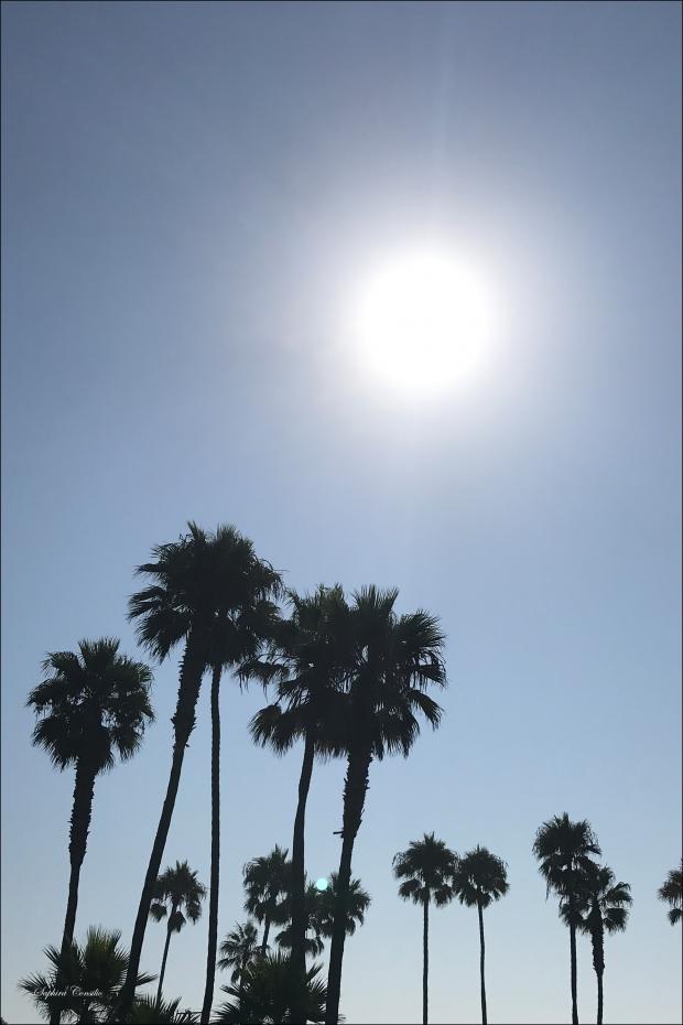 Bildverkstad Palm Trees in Los Angeles Poster
