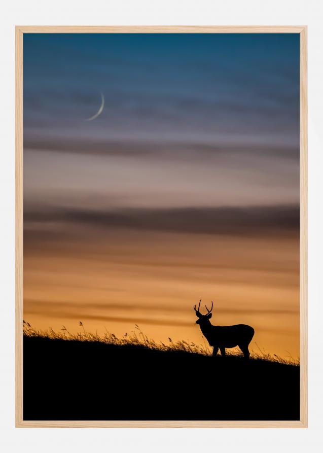 Bildverkstad Deer In Sunset Poster