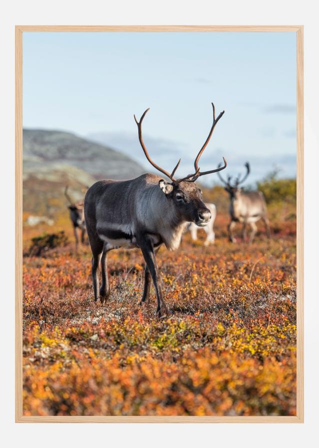 Bildverkstad Autumn majesty Poster