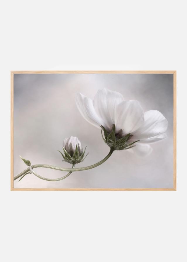 Bildverkstad Simply Cosmos Poster