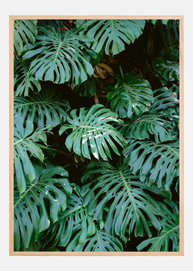 Bildverkstad Monstera wall in Lisbon Poster