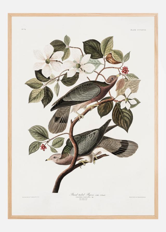 Bildverkstad Brand Tailed Pigeon From Birds Of America (1827) Poster