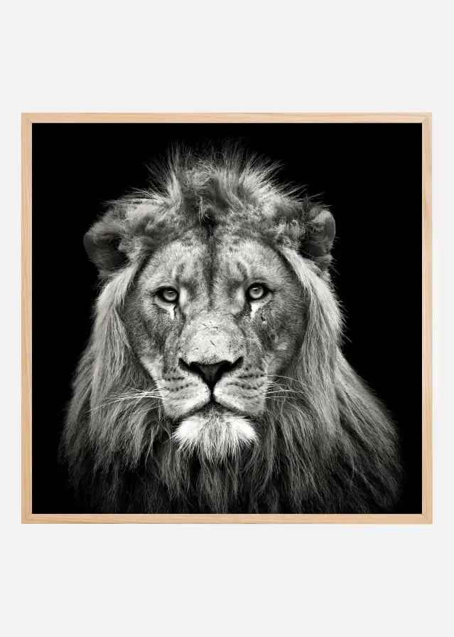 Bildverkstad Young Male Lion Poster
