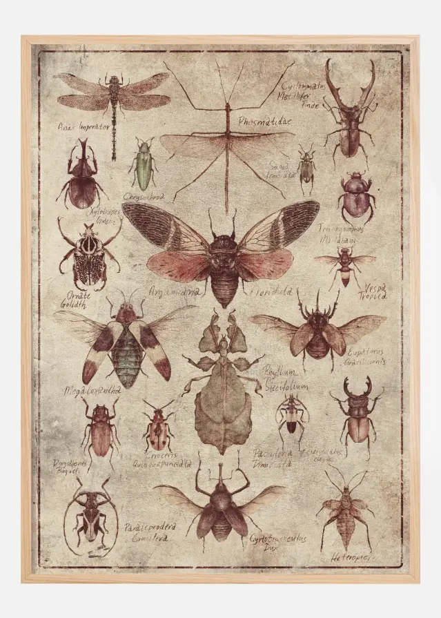 Bildverkstad Vintage-style Insects Poster