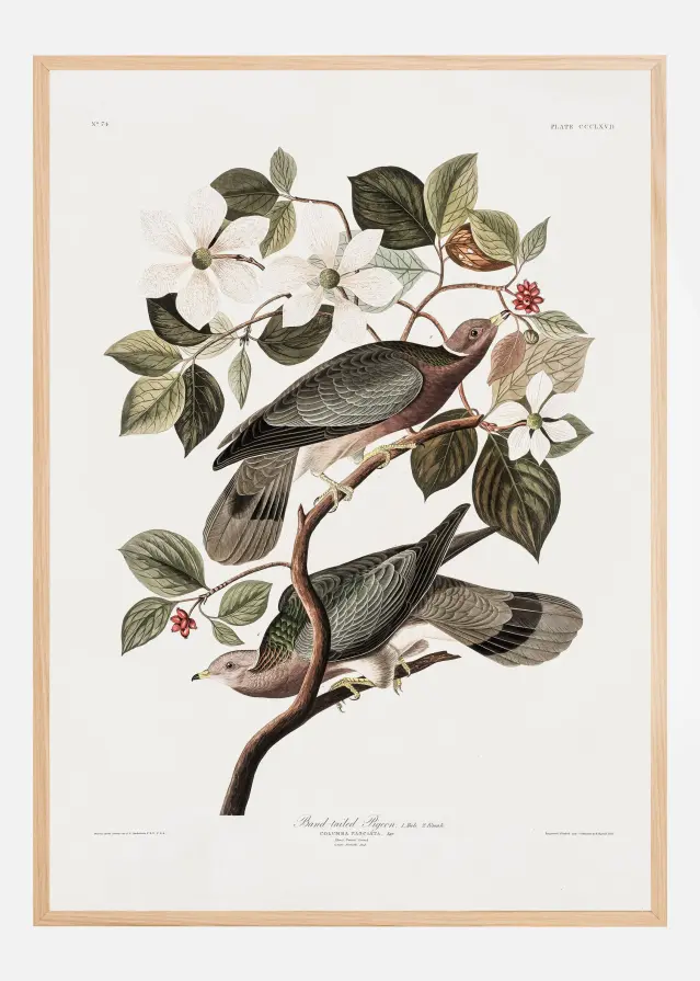 Bildverkstad Brand Tailed Pigeon From Birds Of America (1827) Poster