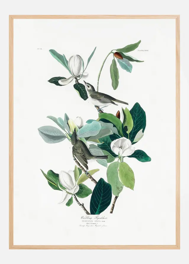 Bildverkstad Warbling Flycatcher From Birds of America (1827) Poster