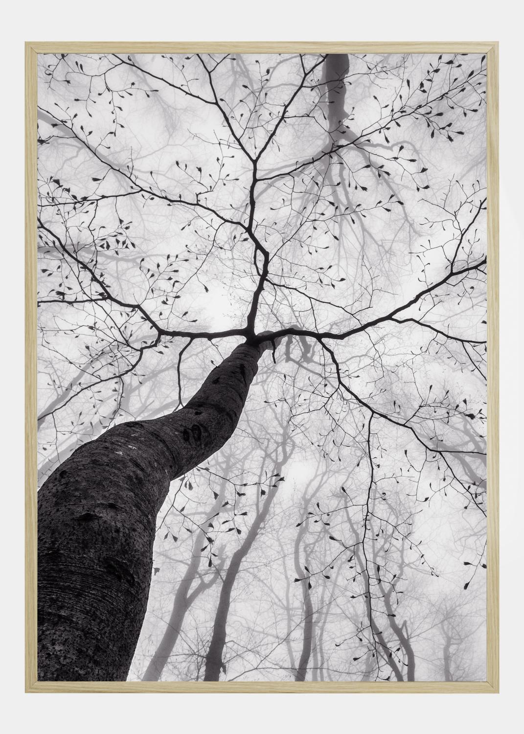 Product Image for A view of the tree crown Poster (21x29.7 cm (A4))