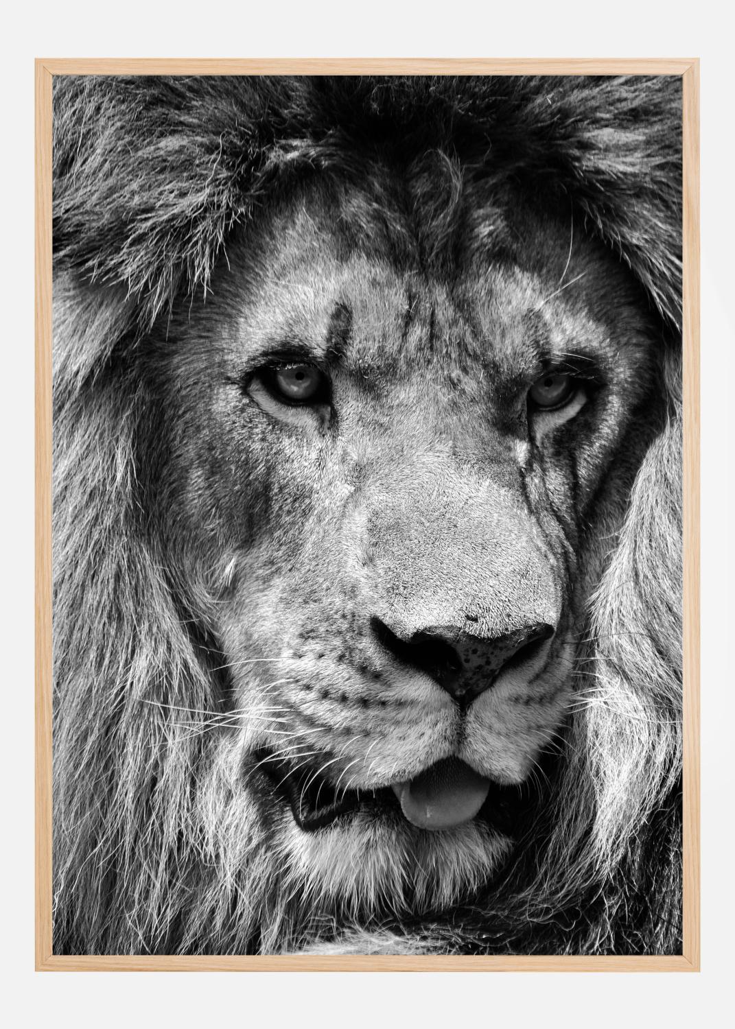 Product Image for Lion King Poster (21x29.7 cm (A4))