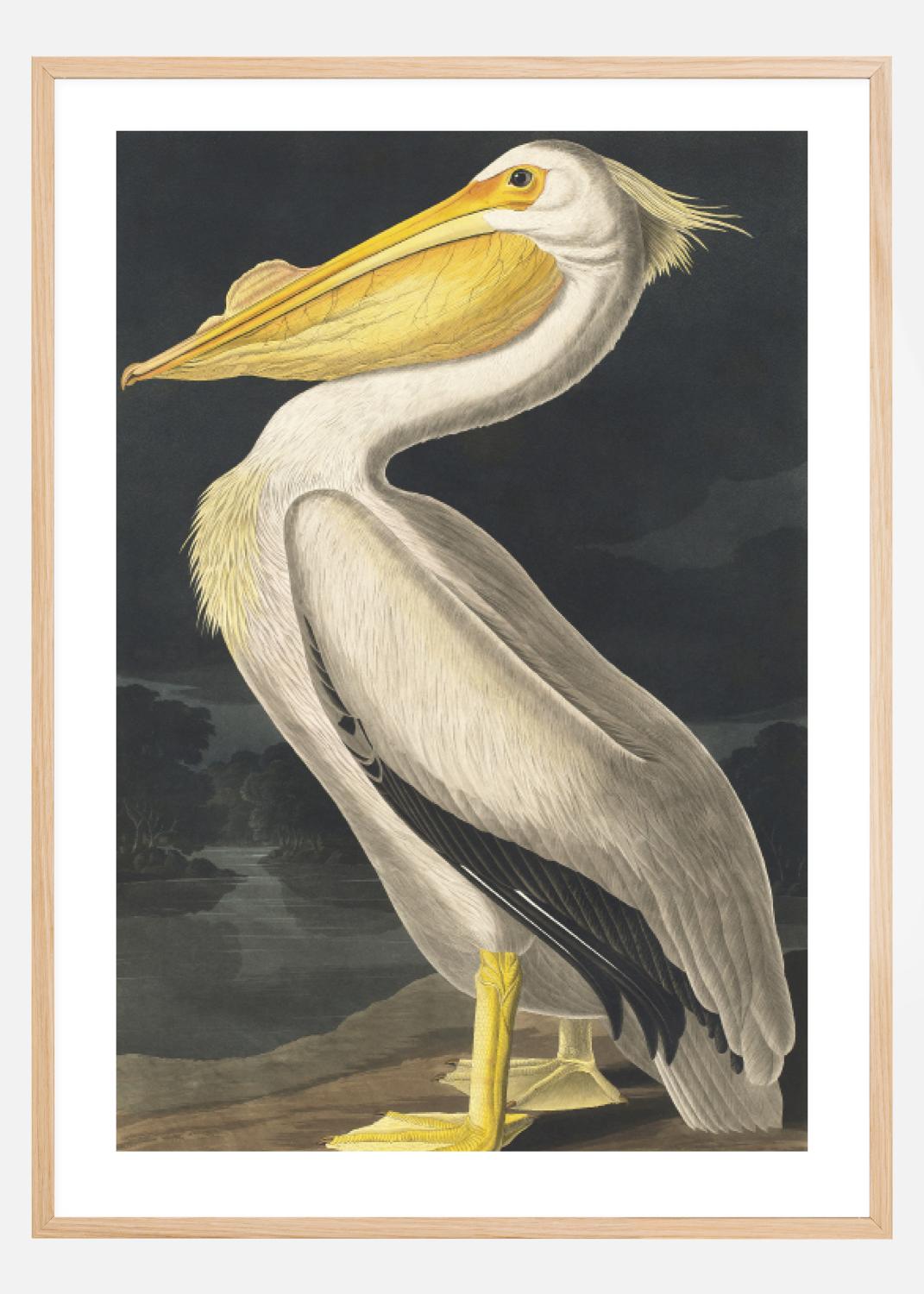 Product Image for American White Pelican Poster (21x29.7 cm (A4))