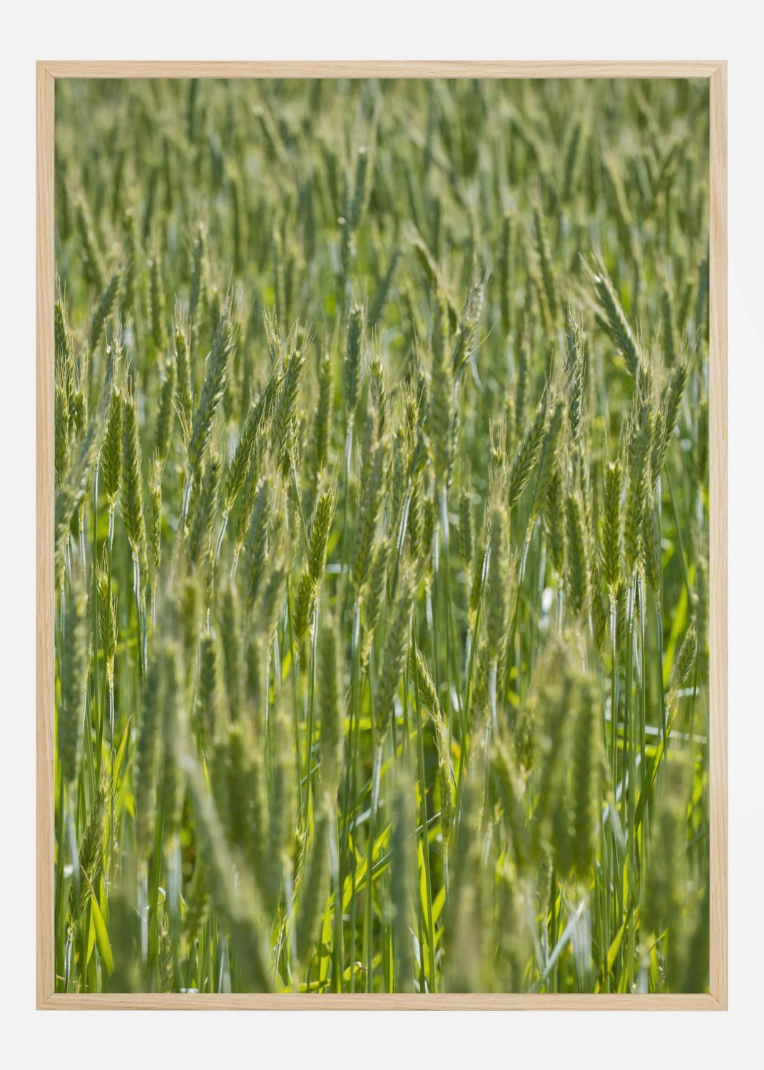 Product Image for Green Wheat Field Poster (21x29.7 cm (A4))