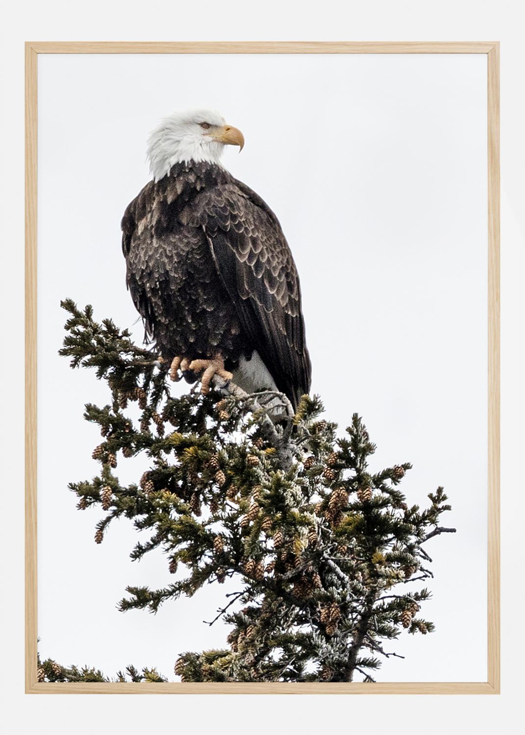 Product Image for Eagle Poster (21x29.7 cm (A4))