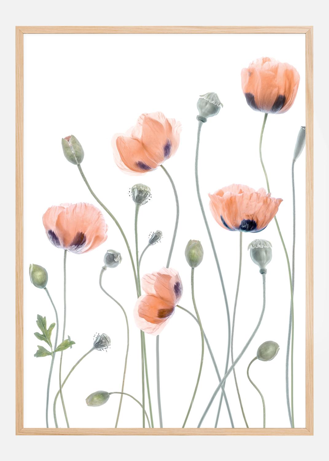Product Image for Poppies Poster (21x29.7 cm (A4))