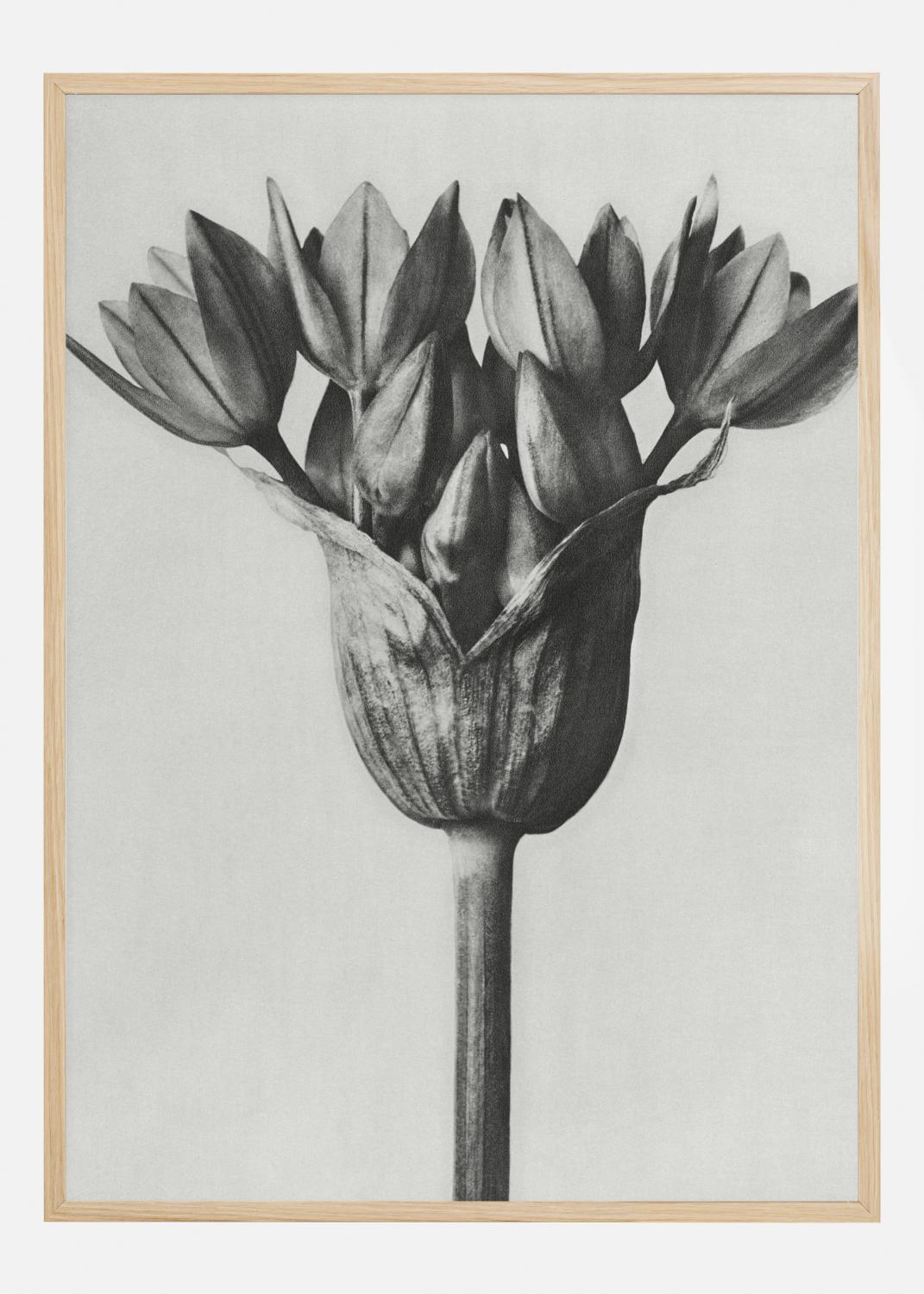 Product Image for Grey Flower Poster (21x29.7 cm (A4))