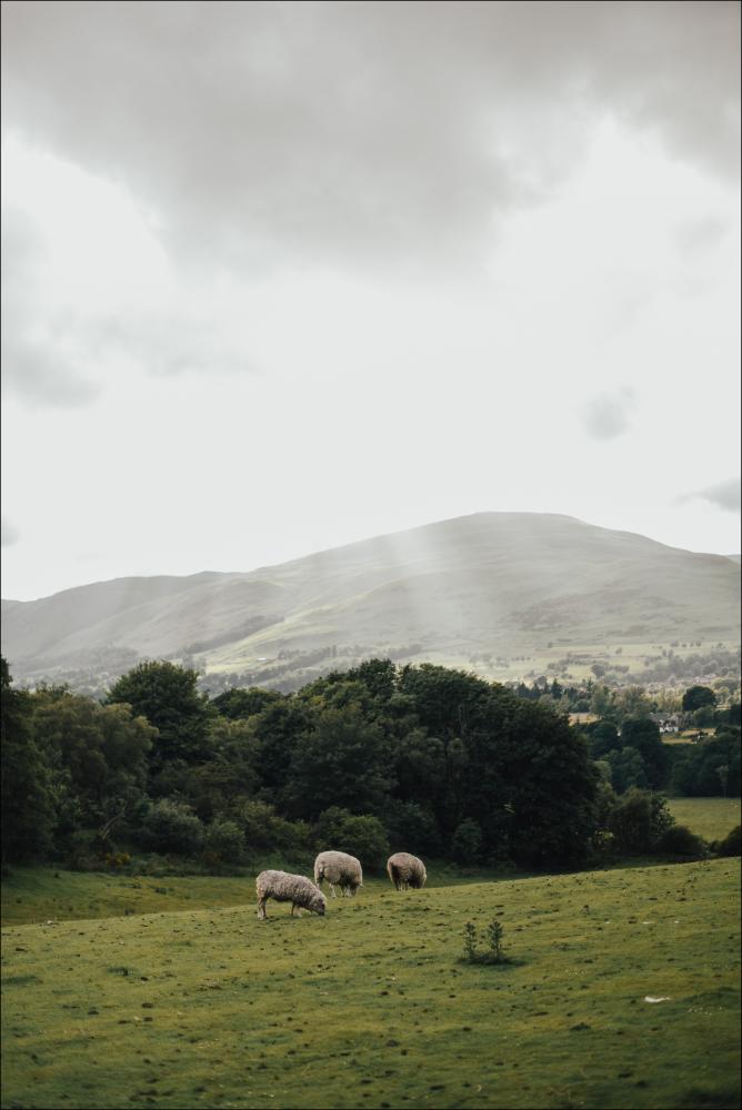 Bildverkstad Sheeps On A Hill II Poster