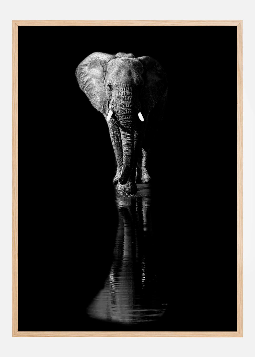 Product Image for Elephant Poster (21x29.7 cm (A4))