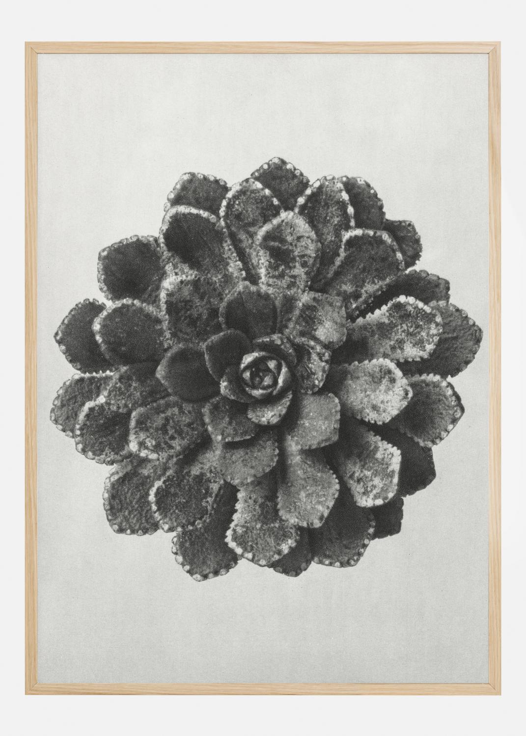 Product Image for Grey Flower II Poster (21x29.7 cm (A4))