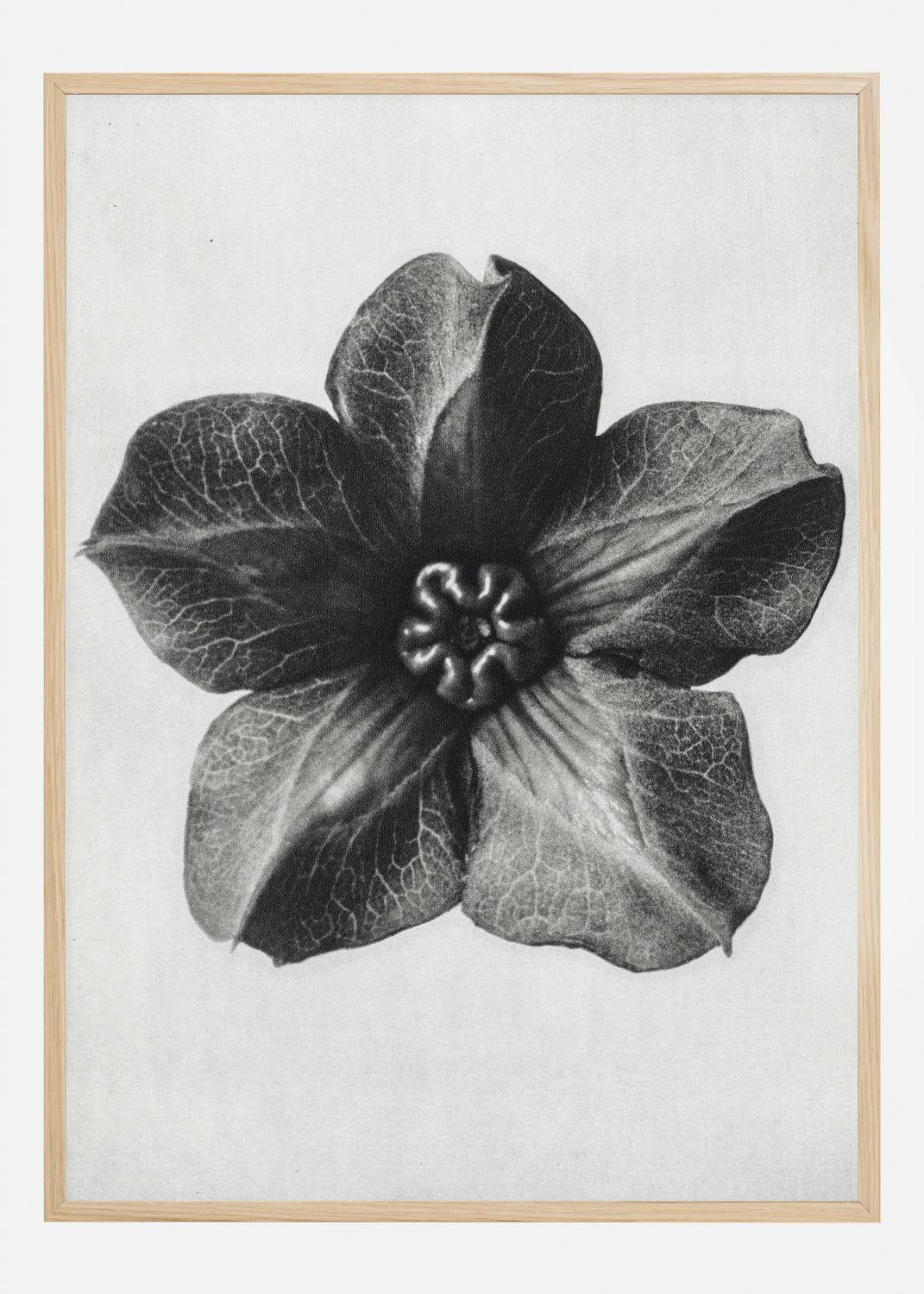 Product Image for Grey Flower III Poster (21x29.7 cm (A4))
