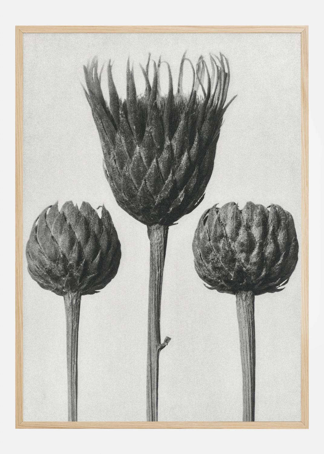 Product Image for Grey Flower IV Poster (21x29.7 cm (A4))