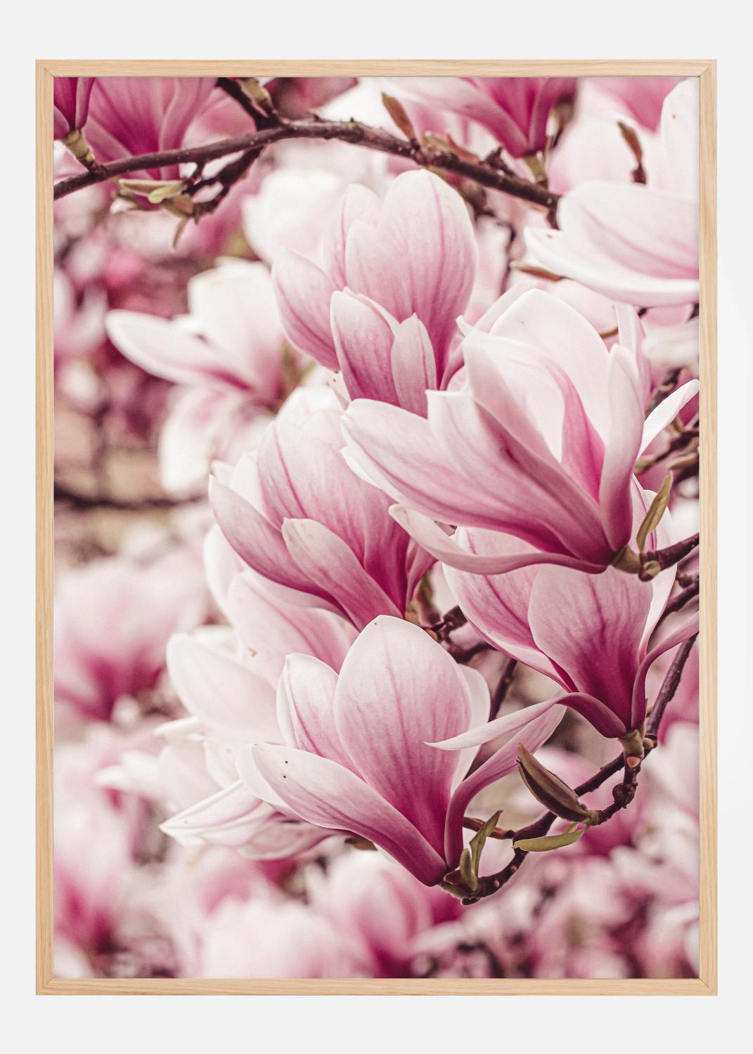 Product Image for Magnolia Tree Poster (21x29.7 cm (A4))