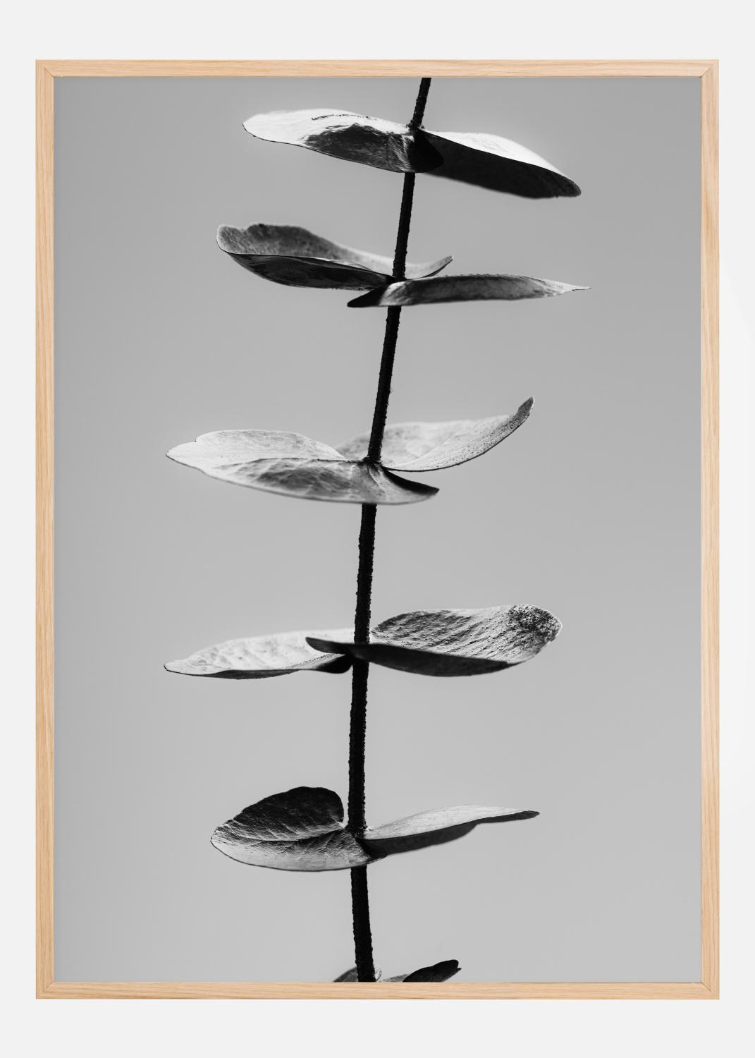 Product Image for Eucalyptus Bw Poster (21x29.7 cm (A4))